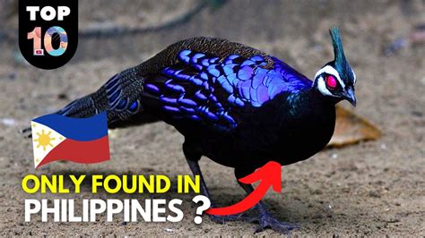 10 Rare Animals Only Found In The Philippines 🇵🇭 Youtube