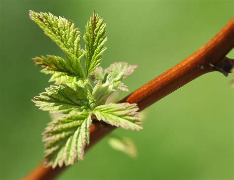 Shoot Green Leaves Raspberry Green Color Branch Nature Leaves