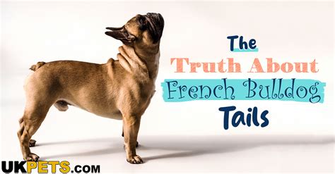 The Truth About French Bulldog Tails: Adorable or Cause for Concern?