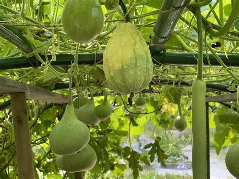 482 Zucchini Types Stock Photos Free And Royalty Free Stock Photos From