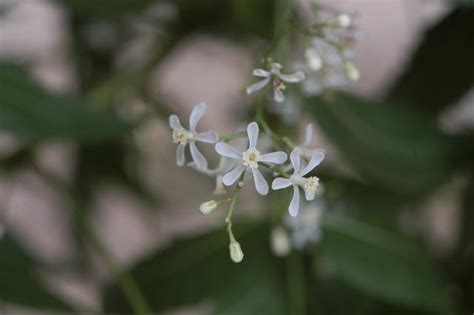 Neem Azadirachta Indica Feedipedia