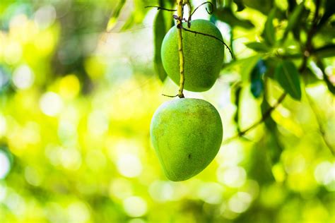 Kostenlose foto Baum Ast Frucht Blume Lebensmittel Grün