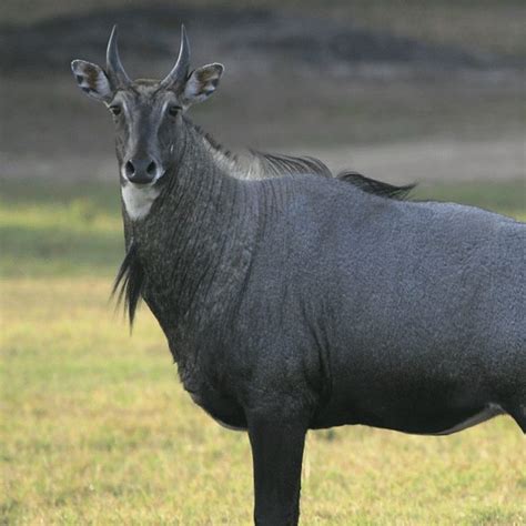 Gorewada Zoo Nagpur Booking By Wildgorewada123 On Deviantart