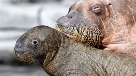 Baby Walrus Getting Round-the-Clock Cuddles to Stay Alive