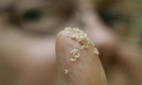 What Do Baby Maggots Look Like Katynel