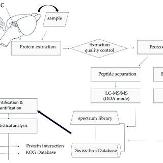 Experimental Workflow The Main Experimental Steps Are Shown In The