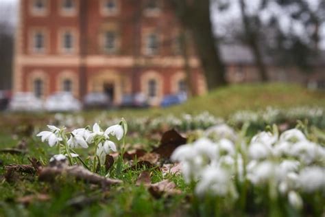 10 Pictures As Lytham Halls Millions Of Snowdrops Delight Visitors Galore