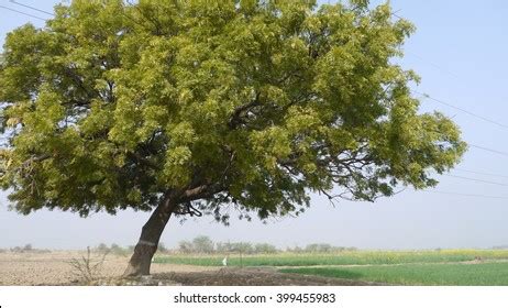 green neem tree images stock  vectors shutterstock