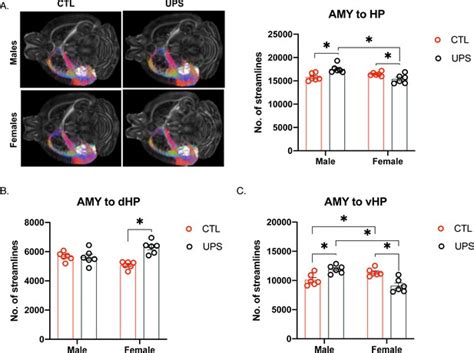 Early Life Stress Causes Sex Specific Changes In Adult Fronto Limbic Connectivity That