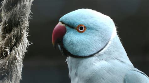 indian ring neck parrot  stock photo public domain pictures