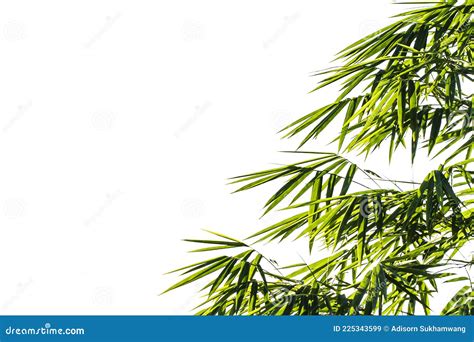 Folhas De Bambu Sobre Fundo Branco Imagem De Stock Imagem De Folha