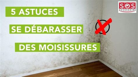 Comment Pr Venir Et Se D Barrasser De La Moisissure