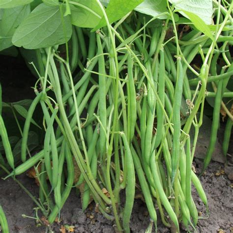 Dwarf French Bean Faraday Phaseolus Vulgaris De Bolster Organic Seeds