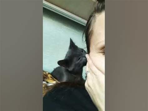 Кот укусил за ухо #shorts - YouTube