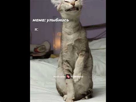 мемы с животными - YouTube