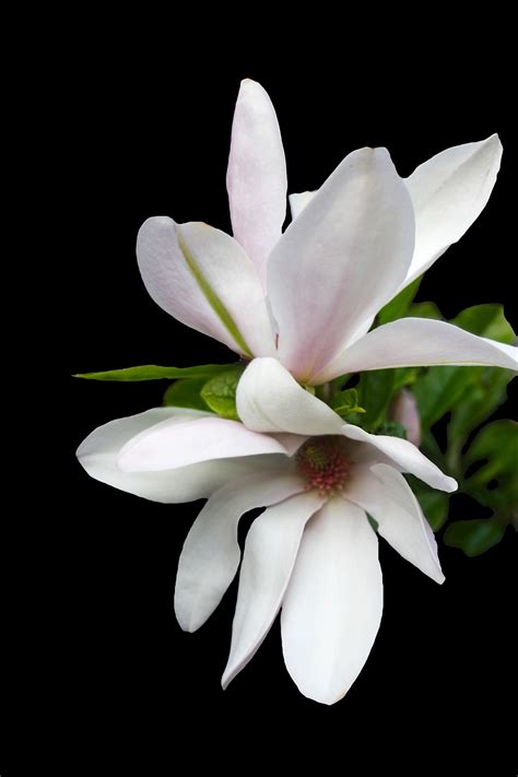 Magnolia Tierno Rosado Foto Gratis En Pixabay Pixabay