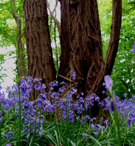 Bluebells In Forest Free Stock Photo - Public Domain Pictures