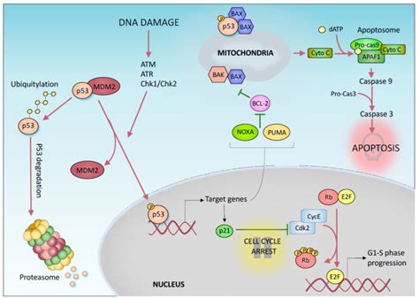 P53 Mediated Dna Damage Response P53 Post Translational Modifications