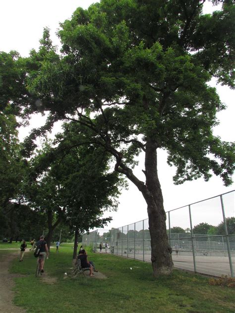 The World of Gord: Trinity Bellwoods Park Heritage Walk