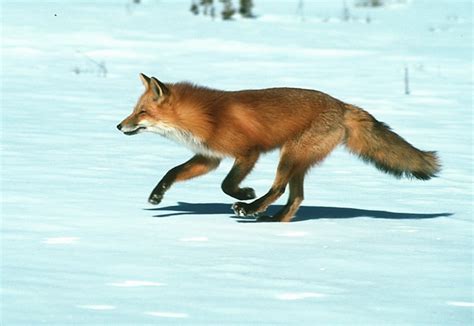 ADW: Vulpes vulpes: INFORMATION