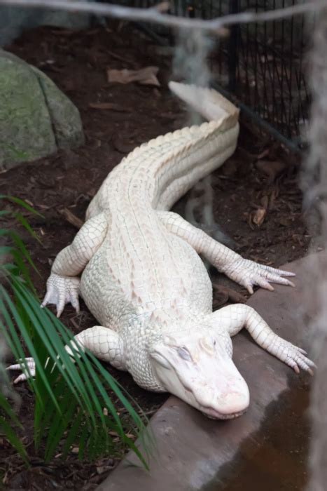 Two Albino Alligator Babies Were Born At A Zoo In Florida And I Have To ...