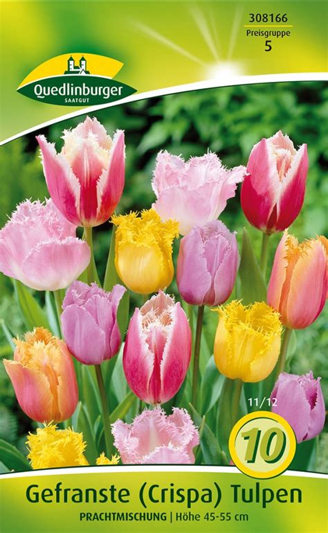 Gefranste Tulpe Prachtmischung 10 Stück Blumenzwiebeln