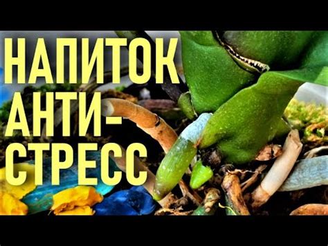 СЕРДЕЧНАЯ ТРАВА (МОКРЕЦ/МОКРИЦА) ДЛЯ ОРХИДЕЙ! 250 МЛ, ЧТОБЫ СПАСТИ ...