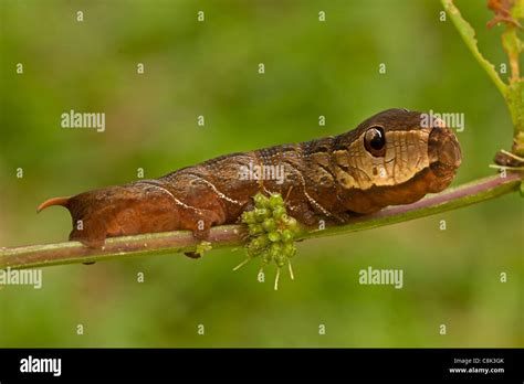 Sphinx Moth Caterpillar