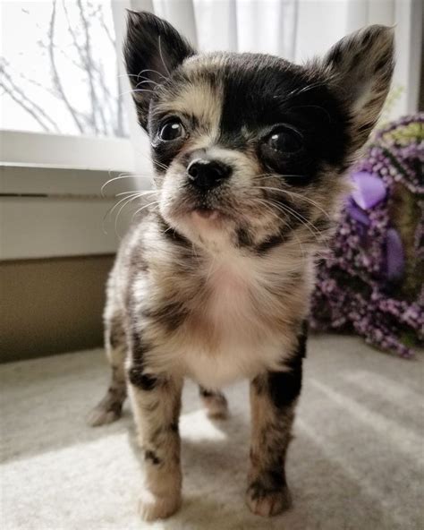 Chihuahua colors markings – Artofit