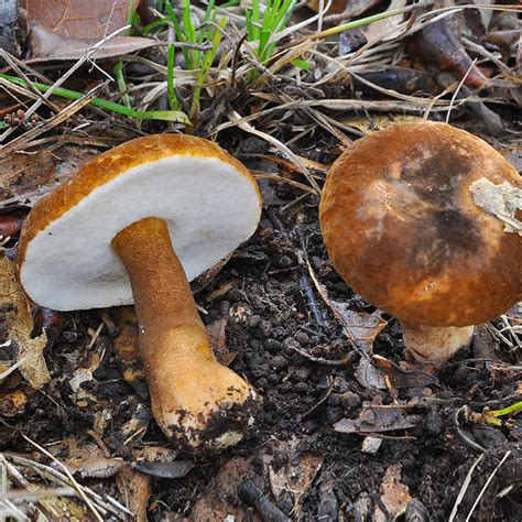 Bolet châtain (gyroporus castaneus) : champignon toxique