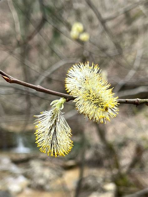 В пасти у льва - Телеканал «Моя Планета»