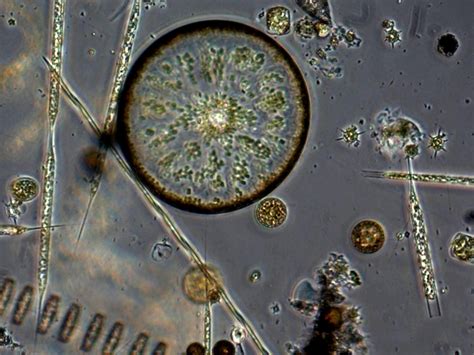 Multimedia Gallery Diatoms From Puget Sound Wash Nsf National Science Foundation