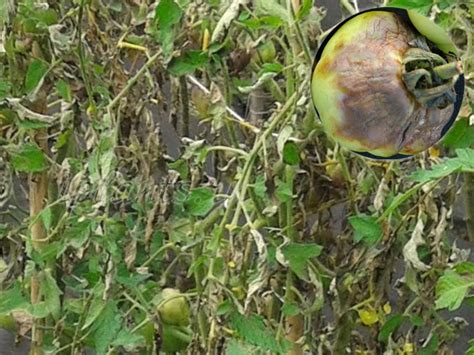 Болезни томатов: фото, описание и признаки, лечение и профилактика.