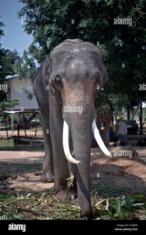 bull elephant  enormous tusks  surin elephant village thailand