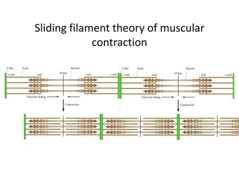 Skeletal muscle physiology and applications to training 
