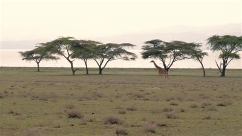 Herd Springboks Antelope Walks Open Field African Savannah Background Lake — Stock Video ...