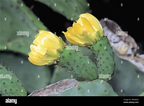 Botany Cactaceae Indian Fig Opuntia Ficus Indica Stock Photo Alamy