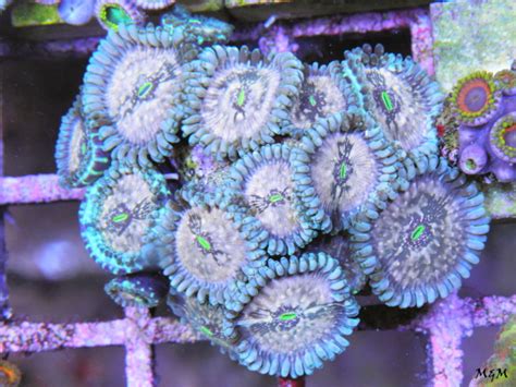 Hawaiian Zoanthids Are Totally Hot Right Now Reef Builders The Reef