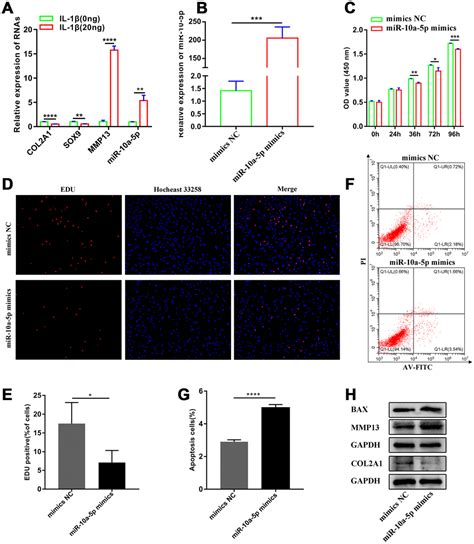 Overexpression Of Mir A P Facilitates The Progression Of