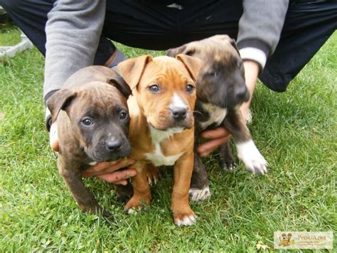 Продаються хороші щенки породи Амстафф, Тернопольская обл — PetsUA
