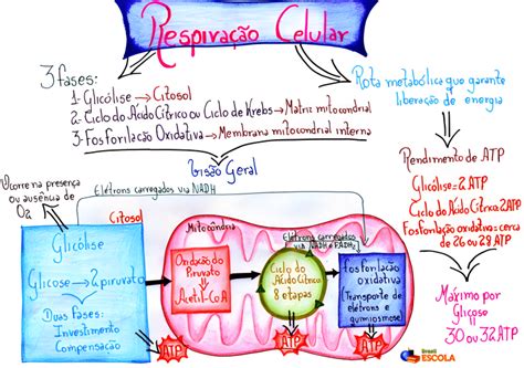 Questão Sobre Respiração Celular - MAPA MENTAL SOBRE RESPIRAÇÃO CELULAR - Maps4Study