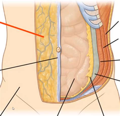 anatomy- abdominal fascia Diagram | Quizlet