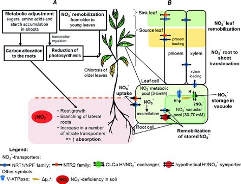 Schematic View Of Plant Responses To Nitrate Deficiency A The Effect