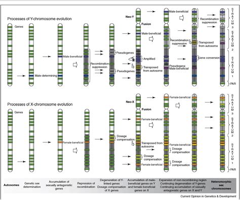 Figure From A Dynamic View Of Sex Chromosome Evolution Semantic Scholar