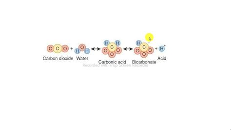 Sistema CO2 ácido carbónico bicarbonato bioquímica YouTube