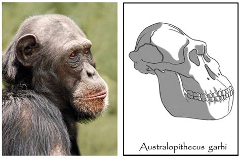 Australopithecus garhi by babanovac0232 on DeviantArt