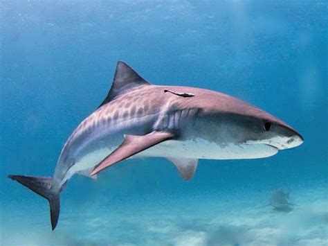 10 Fun Facts About Sand Tiger Sharks! | Always Learning!