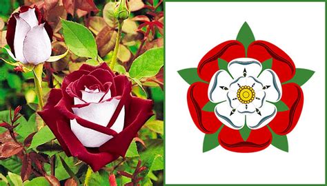 tudor rose symbolic needlework inspirations studios