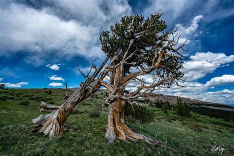 ancient trees   ft  fairplay colorado