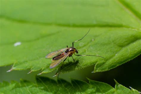 chloropid stock   royalty  stock   dreamstime